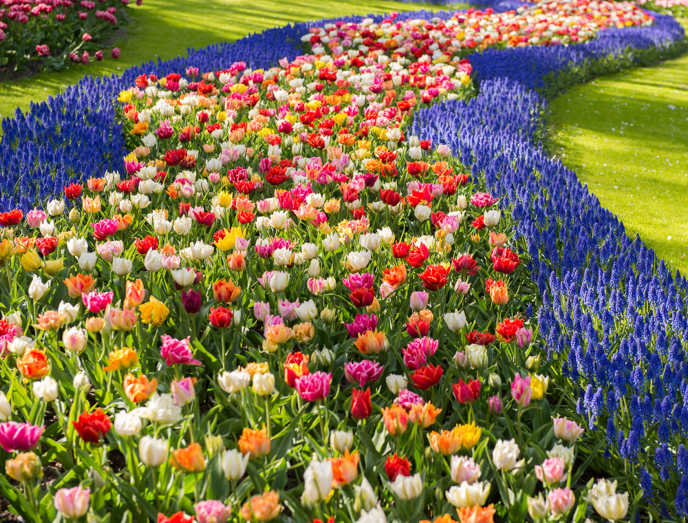 Tulip Fields & Keukenhof Garden